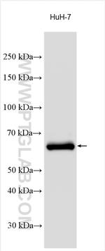 GPC3 Antibody in Western Blot (WB)