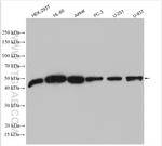 CNDP2 Antibody in Western Blot (WB)