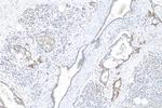 RBPJ Antibody in Immunohistochemistry (Paraffin) (IHC (P))