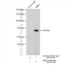 RBPJ Antibody in Immunoprecipitation (IP)