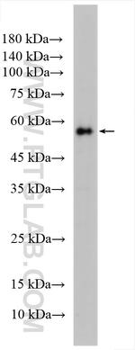 RBPJ Antibody in Western Blot (WB)