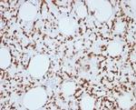 Histone H1 (Pan Nuclear Marker) Antibody in Immunohistochemistry (Paraffin) (IHC (P))