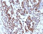 Histone H1 (Pan Nuclear Marker) Antibody in Immunohistochemistry (Paraffin) (IHC (P))