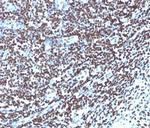 Histone H1 (Pan Nuclear Marker) Antibody in Immunohistochemistry (Paraffin) (IHC (P))