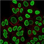 Histone H1 Antibody in Immunocytochemistry (ICC/IF)