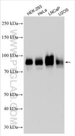 B7-H3 Antibody in Western Blot (WB)