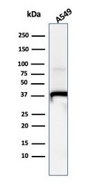 Annexin A1 Antibody in Western Blot (WB)