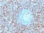 Annexin A1 Antibody in Immunohistochemistry (Paraffin) (IHC (P))