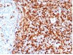 Annexin A1/(Hairy Cell Leukemia Marker) Antibody in Immunohistochemistry (Paraffin) (IHC (P))