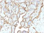 Annexin A1/ (Hairy Cell Leukemia Marker) Antibody in Immunohistochemistry (Paraffin) (IHC (P))