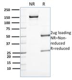 Annexin A1/ (Hairy Cell Leukemia Marker) Antibody in SDS-PAGE (SDS-PAGE)