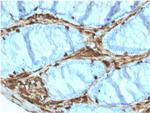 Annexin A1 Antibody in Immunohistochemistry (Paraffin) (IHC (P))