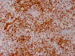 Annexin A1 Antibody in Immunohistochemistry (Paraffin) (IHC (P))