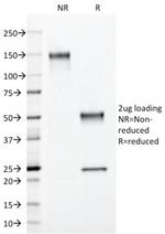 Annexin A1 Antibody in SDS-PAGE (SDS-PAGE)