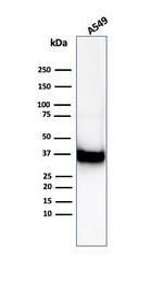 Annexin A1/ (Hairy Cell Leukemia Marker) Antibody in Western Blot (WB)