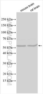 MMP24 Antibody in Western Blot (WB)