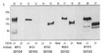 FGF Receptor 1 Antibody in Western Blot (WB)