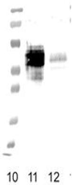 FPR1 Antibody in Western Blot (WB)