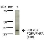 Fibroblast Growth Factor 13 (FGF13) Antibody in Western Blot (WB)