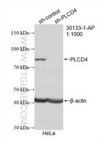 PLCD4 Antibody in Western Blot (WB)