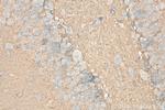 SEPT3 Antibody in Immunohistochemistry (Paraffin) (IHC (P))