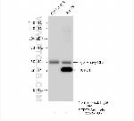 SEPT3 Antibody in Immunoprecipitation (IP)