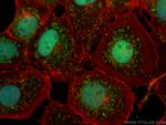 FATS Antibody in Immunocytochemistry (ICC/IF)