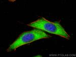 SHMT1 Antibody in Immunocytochemistry (ICC/IF)