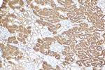 SHMT1 Antibody in Immunohistochemistry (Paraffin) (IHC (P))