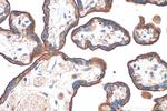 CD59 Antibody in Immunohistochemistry (Paraffin) (IHC (P))