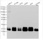 CD59 Antibody in Western Blot (WB)