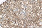 C1orf54 Antibody in Immunohistochemistry (Paraffin) (IHC (P))