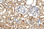 C1orf54 Antibody in Immunohistochemistry (Paraffin) (IHC (P))