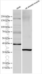 OGG1 Antibody in Western Blot (WB)