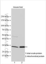 ATPAF2 Antibody in Western Blot (WB)