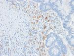 CD209/DC-SIGN (Pathogen Receptor on Dendritic Cells) Antibody in Immunohistochemistry (Paraffin) (IHC (P))