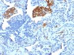 CD209/DC-SIGN (Pathogen Receptor on Dendritic Cells) Antibody in Immunohistochemistry (Paraffin) (IHC (P))