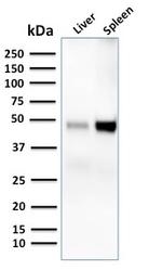 CD209/DC-SIGN (Pathogen Receptor on Dendritic Cells) Antibody in Western Blot (WB)