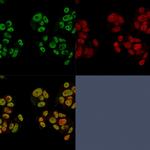 Heregulin-1/Neuregulin-1 Antibody in Immunocytochemistry (ICC/IF)