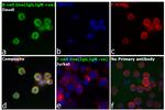 Human IgG, IgM, IgA (H+L) Secondary Antibody in Immunocytochemistry (ICC/IF)