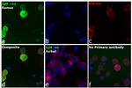 Human IgG, IgM, IgA (H+L) Secondary Antibody in Immunocytochemistry (ICC/IF)