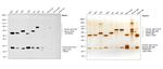 Human IgG, IgM, IgA (H+L) Secondary Antibody