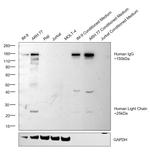 Human IgG (H+L) Cross-Adsorbed Secondary Antibody in Western Blot (WB)