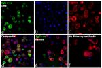 Human IgG Fc gamma Secondary Antibody in Immunocytochemistry (ICC/IF)