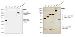 Human IgG Fc gamma Secondary Antibody in Western Blot (WB)