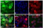 Human IgG (H+L) Secondary Antibody in Immunocytochemistry (ICC/IF)