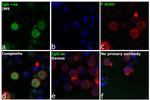 Human IgG (H+L) Secondary Antibody in Immunocytochemistry (ICC/IF)