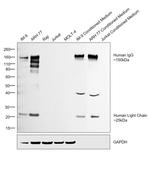 Human IgG (H+L) Secondary Antibody