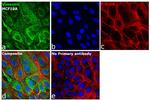 Mouse IgG Fc Secondary Antibody in Immunocytochemistry (ICC/IF)