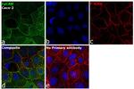 Mouse IgG Fc Secondary Antibody in Immunocytochemistry (ICC/IF)